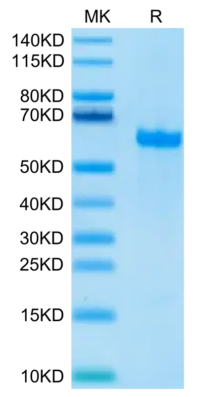 Biotinylated Human FGL1 on Tris-Bis PAGE under reduced condition. The purity is greater than 95%.Biotinylated Human FGL1 Protein (Primary Amine Labeling), Active