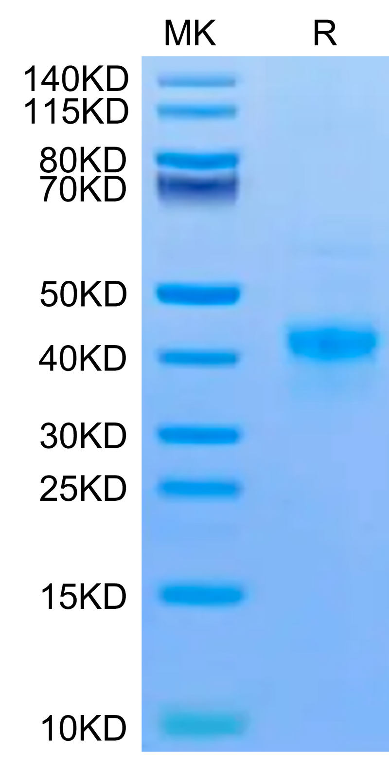 Mouse DR3 on Tris-Bis PAGE under reduced condition. The purity is greater than 95%.Recombinant Mouse DR3/TNFRSF25 Protein, Active