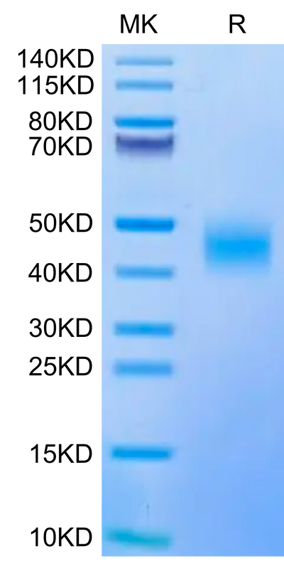 Biotinylated Human CD47 on Tris-Bis PAGE under reduced condition. The purity is greater than 95%.