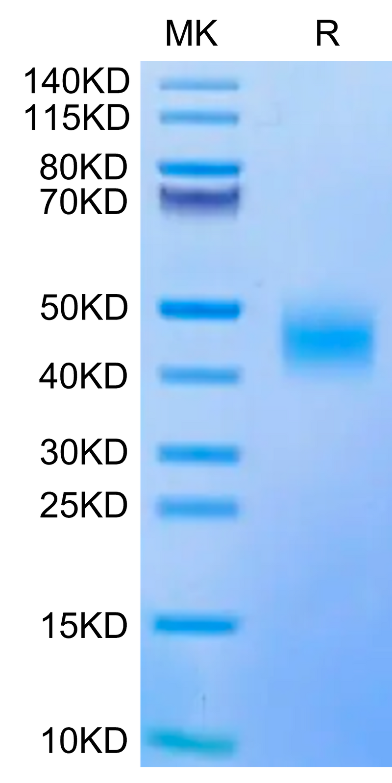 Biotinylated Human CD47 on Tris-Bis PAGE under reduced condition. The purity is greater than 95%.Biotinylated Human CD47 Protein, Active