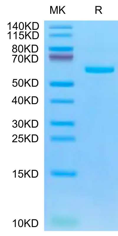 Biotinylated SARS-COV-2 Spike RBD on Tris-Bis PAGE under reduced condition. The purity is greater than 95%.Biotinylated SARS-COV-2 Spike RBD Protein, Active