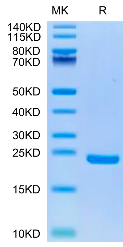 Biotinylated Human Midkine on Tris-Bis PAGE under reduced condition. The purity is greater than 95%.Biotinylated Human Midkine Protein