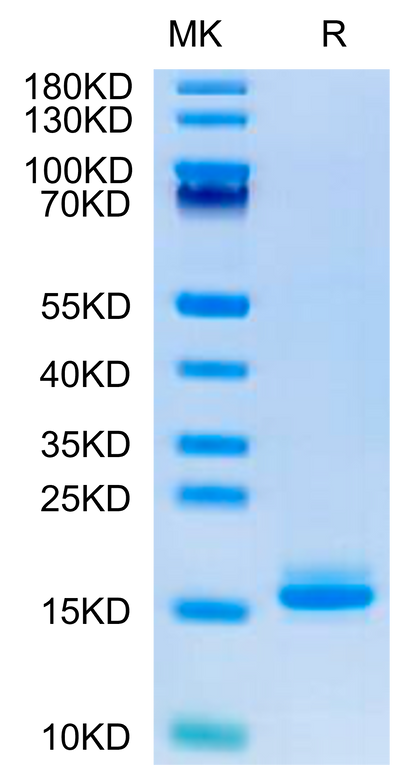 Human LILRB4 Domain 1+hinge on Tris-Bis PAGE under reduced condition. The purity is greater than 95%.Recombinant Human LILRB4/CD85k/ILT3 Domain 1+hinge Protein