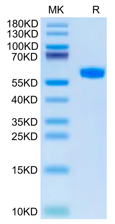 Cynomolgus BDCA-2 on Tris-Bis PAGE under reduced condition. The purity is greater than 95%.Recombinant Cynomolgus BDCA-2 Protein, Active