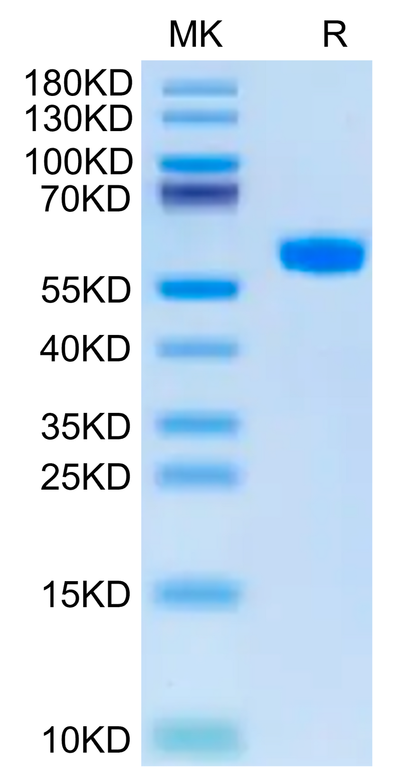 Cynomolgus BDCA-2 on Tris-Bis PAGE under reduced condition. The purity is greater than 95%.Recombinant Cynomolgus BDCA-2 Protein, Active