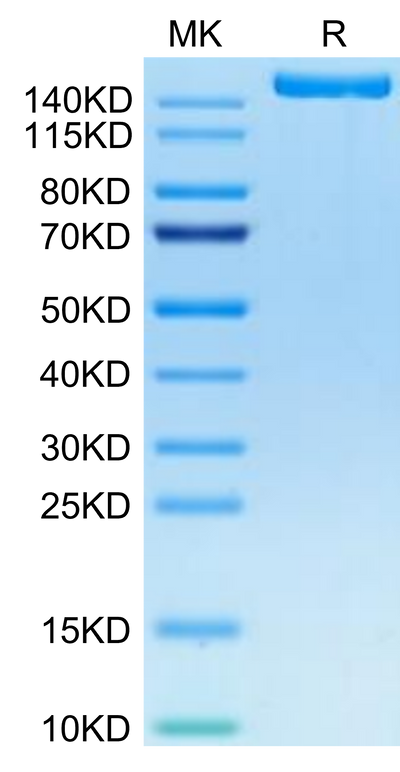 Biotinylated Human IGF2R on Tris-Bis PAGE under reduced condition. The purity is greater than 95%.Biotinylated Human IGF2R Protein