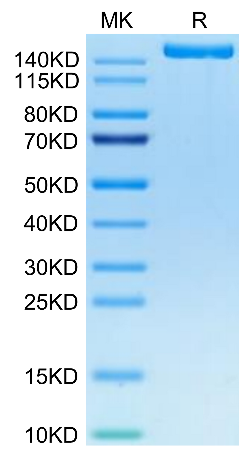 Biotinylated Human IGF2R on Tris-Bis PAGE under reduced condition. The purity is greater than 95%.Biotinylated Human IGF2R Protein