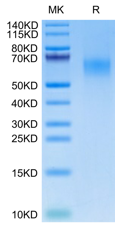Human CDCP1 (30-368) on Tris-Bis PAGE under reduced condition. The purity is greater than 95%.Recombinant Human CDCP1 (30-368) Protein, Active