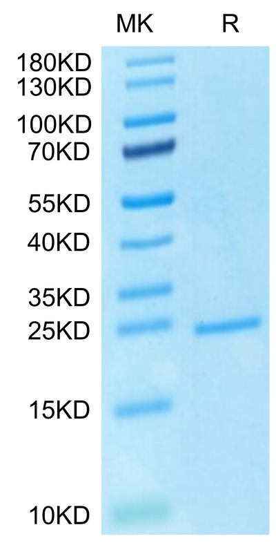 Human FGF-7 on Tris-Bis PAGE under reduced condition. The purity is greater than 95%.Recombinant Human FGF-7/KGF Protein, Active