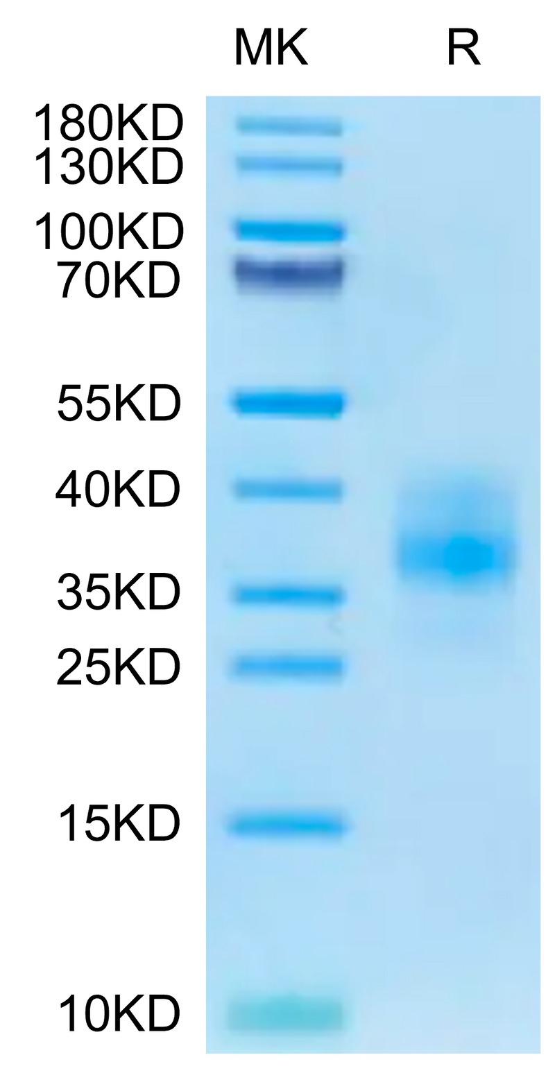 Cynomolgus BTLA on Tris-Bis PAGE under reduced condition. The purity is greater than 95%.Recombinant Cynomolgus BTLA Protein, Active