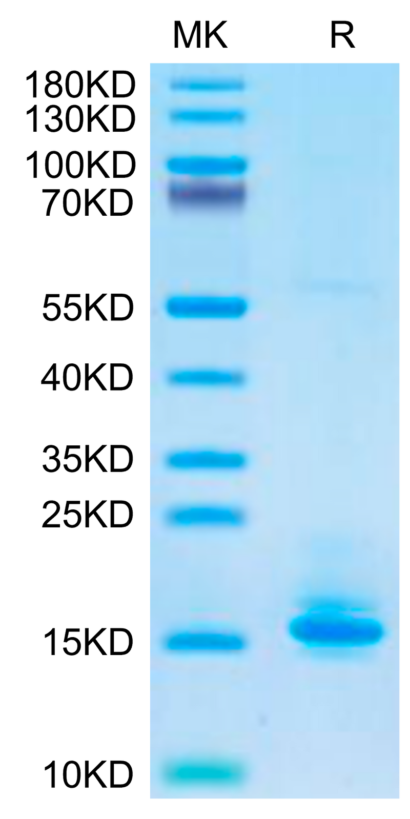 Biotinylated Human LILRB4 Domain 1+hinge on Tris-Bis PAGE under reduced condition. The purity is greater than 95%.Biotinylated Human LILRB4/CD85k/ILT3 Domain 1+hinge Protein