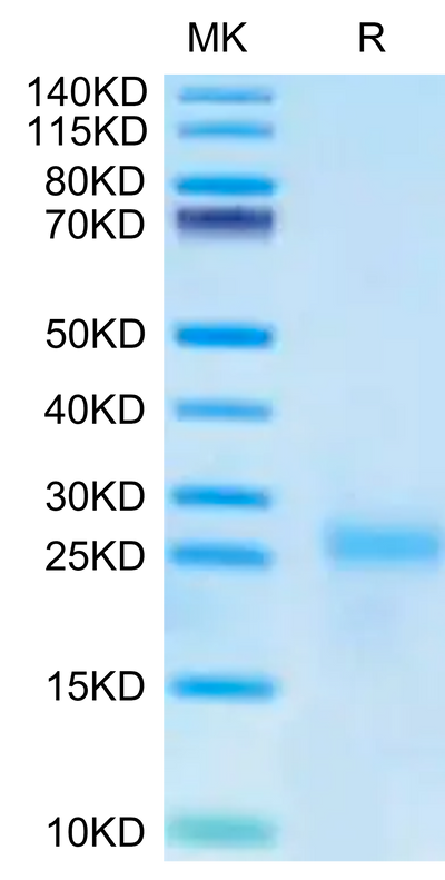 Cynomolgus IL-9 on Tris-Bis PAGE under reduced condition. The purity is greater than 95%.Recombinant Cynomolgus IL-9 Protein