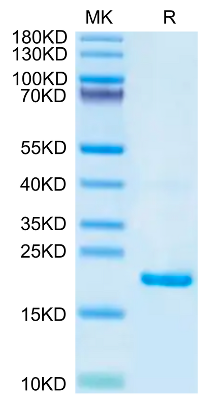Biotinylated Mouse IL-22 on Tris-Bis PAGE under reduced condition. The purity is greater than 95%.Biotinylated Mouse IL-22 Protein, Active