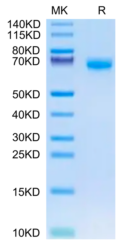 Biotinylated Mouse PD-1 on Tris-Bis PAGE under reduced condition. The purity is greater than 95%.Biotinylated Mouse PD-1/PDCD1 Protein (Primary Amine Labeling), Active