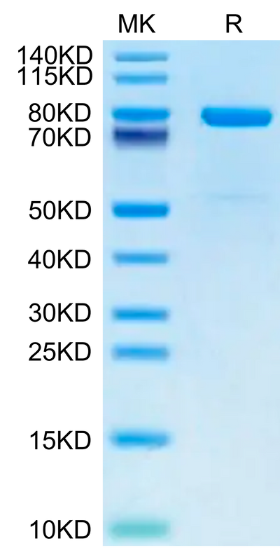 Mouse KLKB1 on Tris-Bis PAGE under reduced condition. The purity is greater than 95%.Recombinant Mouse KLKB1 Protein