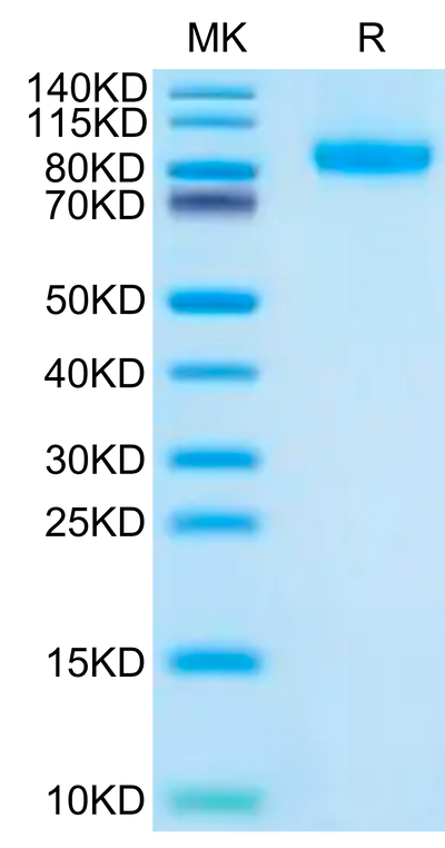 Human FLT3 on Tris-Bis PAGE under reduced condition. The purity is greater than 95%.Recombinant Human FLT3/Flk-2 Protein, Active