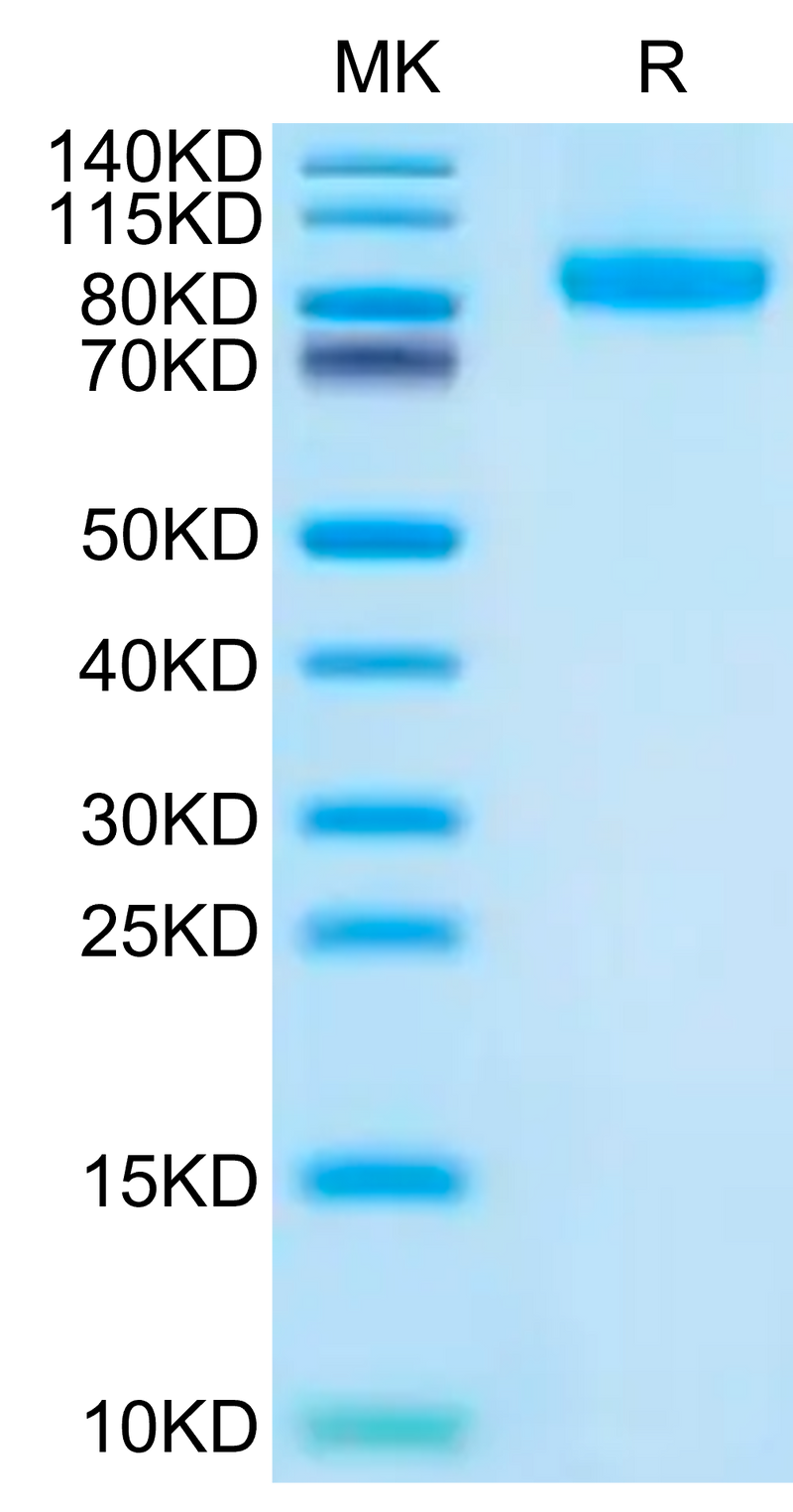 Human FLT3 on Tris-Bis PAGE under reduced condition. The purity is greater than 95%.Recombinant Human FLT3/Flk-2 Protein, Active