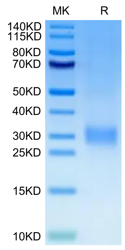 Human CD24 on Tris-Bis PAGE under reduced condition. The purity is greater than 95%.Recombinant Human CD24 Protein, Active
