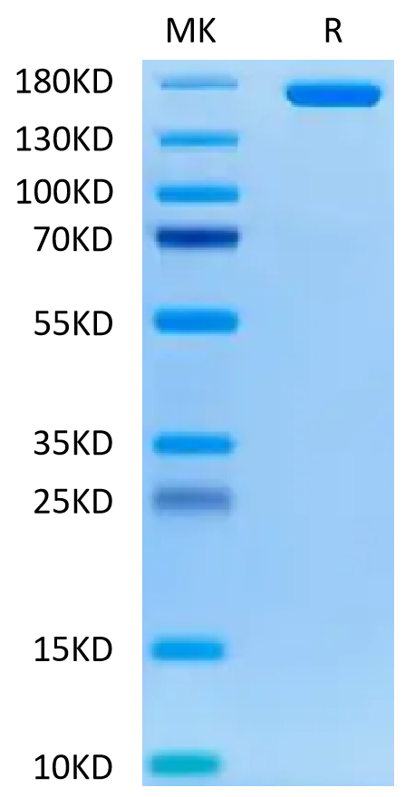 Human Neogenin on Tris-Bis PAGE under reduced condition. The purity is greater than 95%.Recombinant Human Neogenin Protein, Active