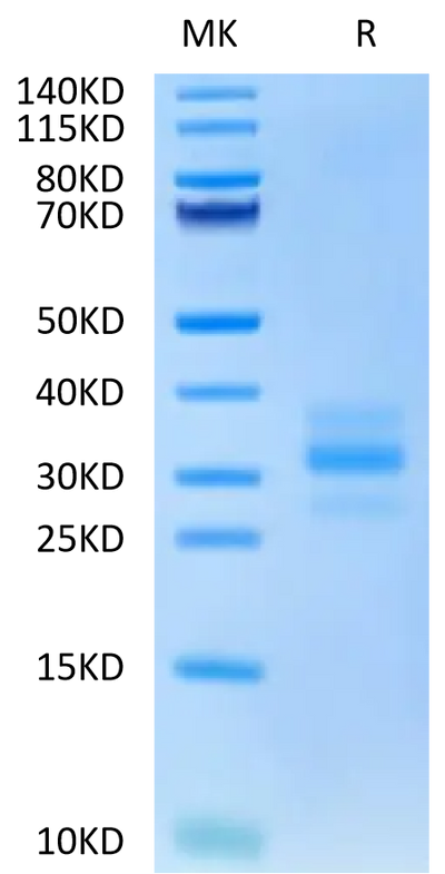 Mouse FLT3 Ligand on Tris-Bis PAGE under reduced condition. The purity is greater than 95%.Recombinant Mouse FLT3 Ligand Protein, Active