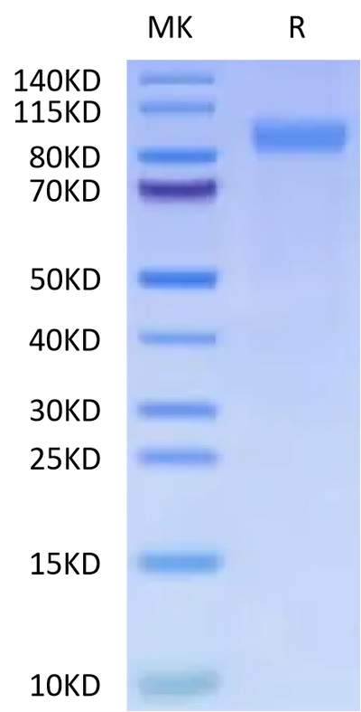 Cynomolgus CSPG4 on Tris-Bis PAGE under reduced condition. The purity is greater than 95%.Recombinant Cynomolgus CSPG4/MCSP Protein