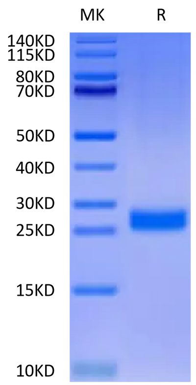 Human DLL3 Domain (311-479) on Tris-Bis PAGE under reduced condition. The purity is greater than 95%.Recombinant Human DLL3 Domain (311-479) Protein, Active