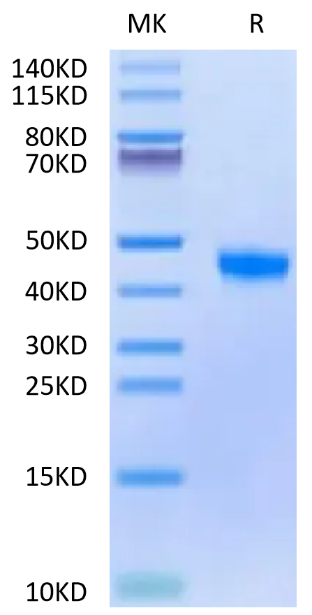 Biotinylated Cynomolgus FGL2 on Tris-Bis PAGE under reduced condition. The purity is greater than 95%.Biotinylated Cynomolgus FGL2 Protein, Active