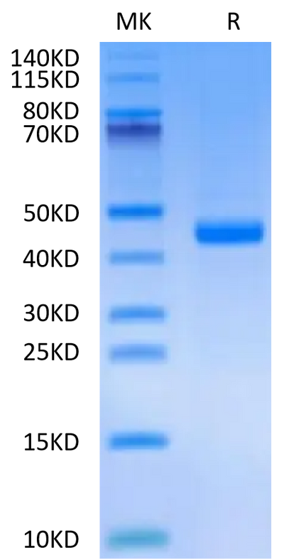 Mouse FGL2 on Tris-Bis PAGE under reduced condition. The purity is greater than 95%.Recombinant Mouse FGL2 Protein, Active