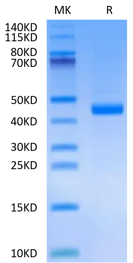 Mouse FGL2 on Tris-Bis PAGE under reduced condition. The purity is greater than 95%.Recombinant Mouse FGL2 Protein, Active