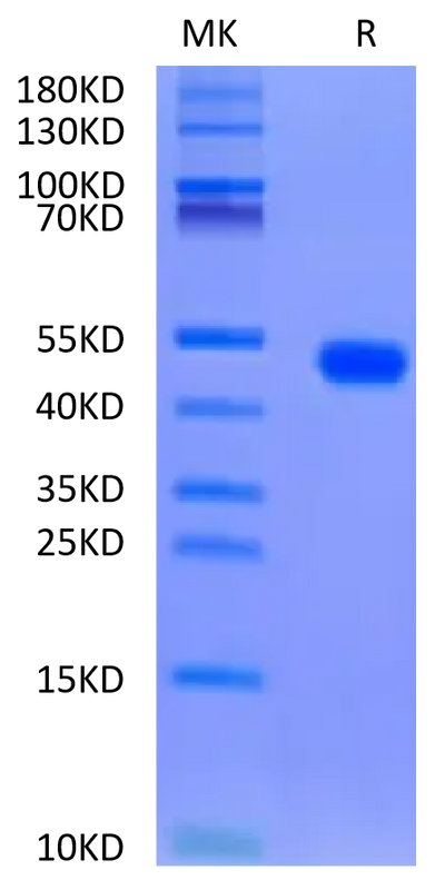 Biotinylated Rat FGL2 on Tris-Bis PAGE under reduced condition. The purity is greater than 95%.Biotinylated Rat FGL2 Protein