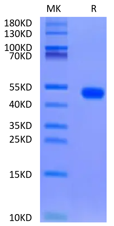 Biotinylated Rat FGL2 on Tris-Bis PAGE under reduced condition. The purity is greater than 95%.Biotinylated Rat FGL2 Protein