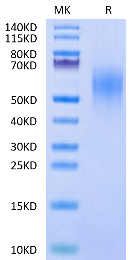 Cynomolgus CD44 on Tris-Bis PAGE under reduced condition. The purity is greater than 95%.Recombinant Cynomolgus CD44 Protein, Active