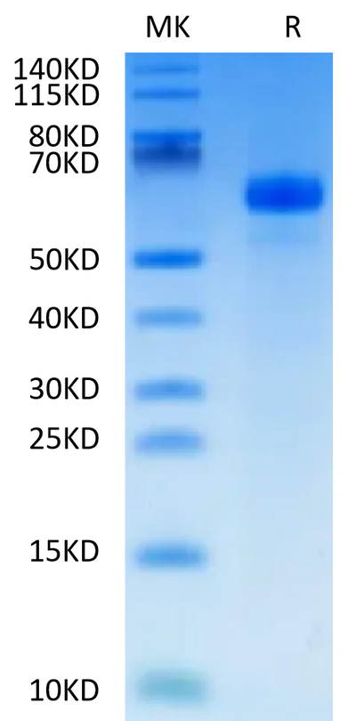Human APCDD1 on Tris-Bis PAGE under reduced condition. The purity is greater than 95%.Recombinant Human APCDD1 Protein, Active