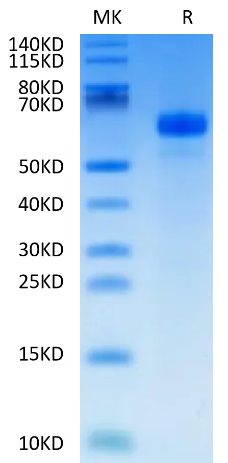 Human APCDD1 on Tris-Bis PAGE under reduced condition. The purity is greater than 95%.Recombinant Human APCDD1 Protein, Active