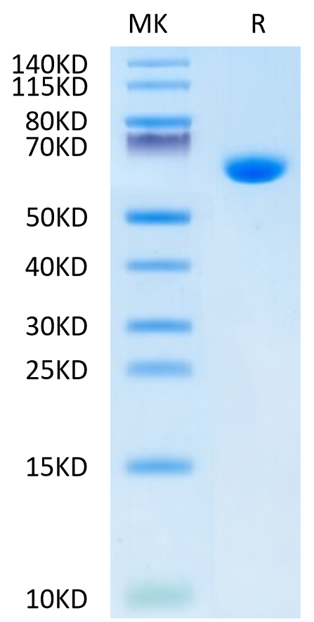 Mouse Alkaline Phosphatase (Germ type) on Tris-Bis PAGE under reduced condition. The purity is greater than 95%.Recombinant Mouse Alkaline Phosphatase (Germ type) /ALPG Protein