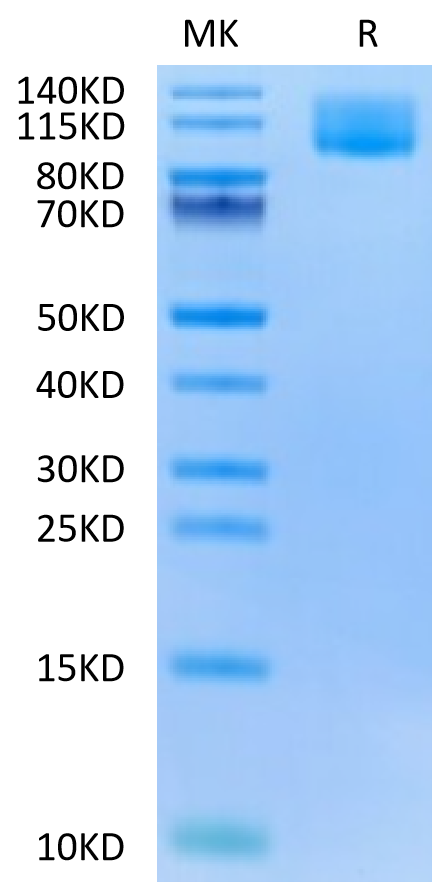 Biotinylated Human CA125 on Tris-Bis PAGE under reduced condition. The purity is greater than 95%.Biotinylated Human CA125/MUC16 Protein, Active