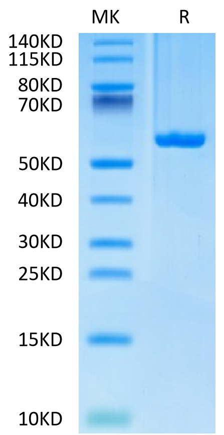 Biotinylated Human HLA-C*03:04&B2M&KRAS G12D (GADGVGKSAL) Monomer on Tris-Bis PAGE under reduced condition. The purity is greater than 95%.Biotinylated Human HLA-C*03:04&B2M&KRAS G12D (GADGVGKSAL) Monomer Protein