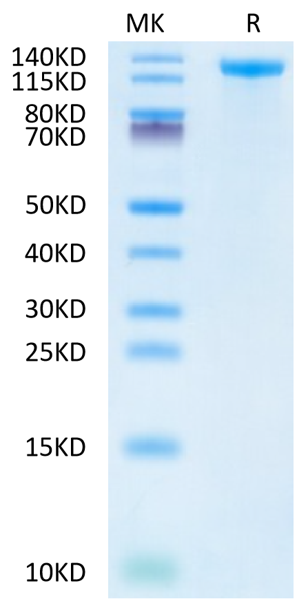 Human Jagged 1 on Tris-Bis PAGE under reduced condition. The purity is greater than 95%.Recombinant Human Jagged 1/JAG1 Protein