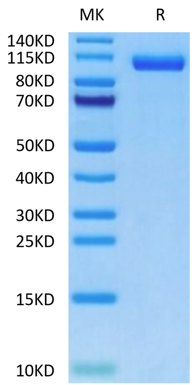 Human LRP-5-on Tris-Bis PAGE under reduced condition. The purity is greater than 95%.Recombinant Human LRP-5-Protein, Active