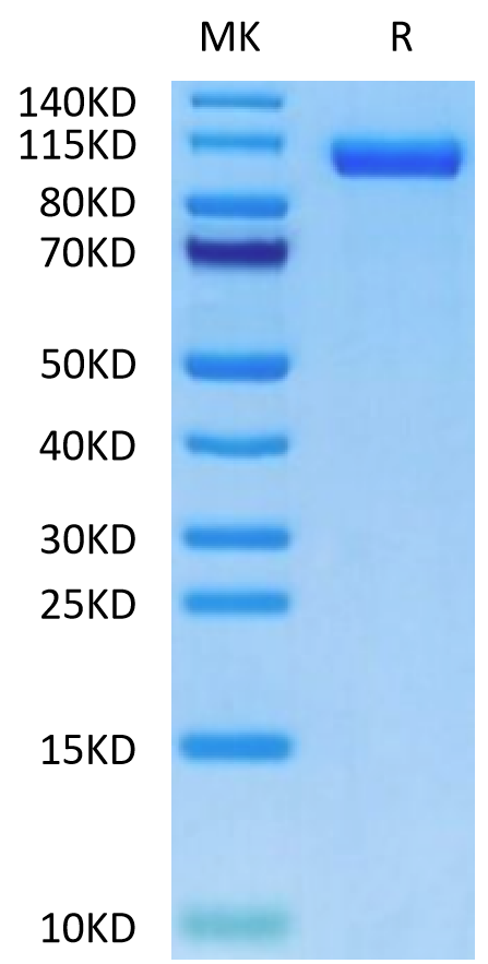 Human LRP-5-on Tris-Bis PAGE under reduced condition. The purity is greater than 95%.Recombinant Human LRP-5-Protein, Active
