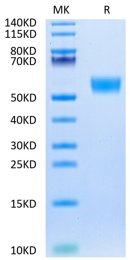 Biotinylated Mouse CD5 on Tris-Bis PAGE under reduced condition. The purity is greater than 95%.Biotinylated Mouse CD5 Protein (Primary Amine Labeling)