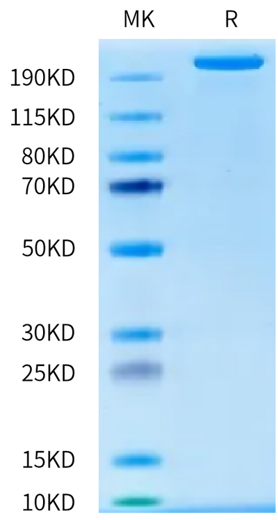Human CSPG4 on Bis-Tris PAGE under reduced condition. The purity is greater than 95%.Recombinant Human CSPG4/MCSP Protein