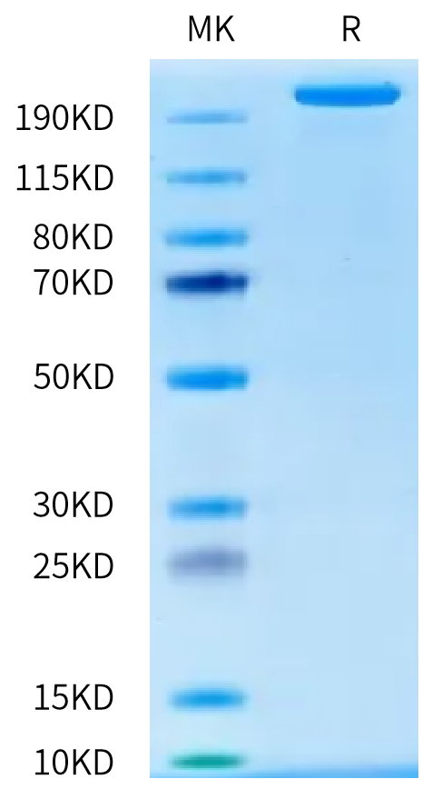 Human CSPG4 on Bis-Tris PAGE under reduced condition. The purity is greater than 95%.Recombinant Human CSPG4/MCSP Protein