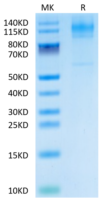Biotinylated Human FcRH5 on Tris-Bis PAGE under reduced condition. The purity is greater than 95%.Biotinylated Human FcRH5/FcRL5 Protein, Active