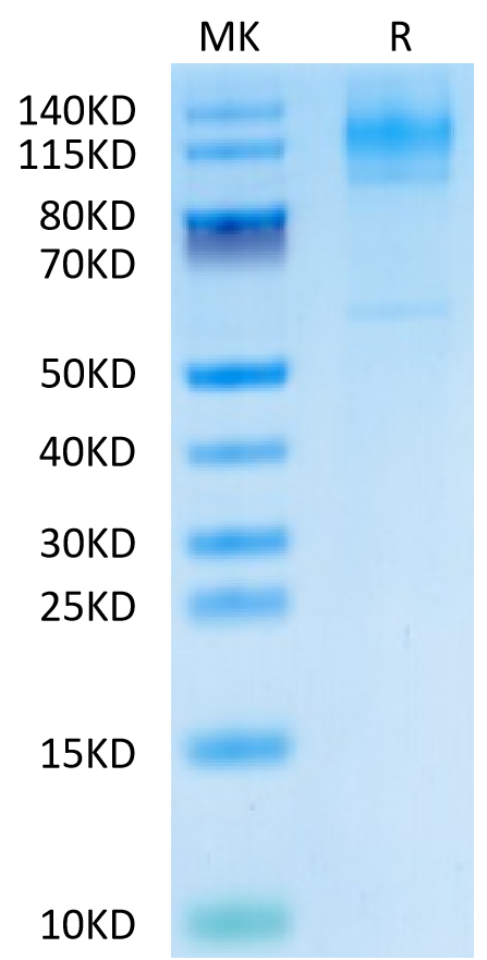 Biotinylated Human FcRH5 on Tris-Bis PAGE under reduced condition. The purity is greater than 95%.Biotinylated Human FcRH5/FcRL5 Protein, Active