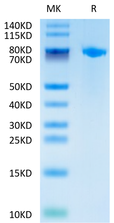 Cynomolgus Coagulation factor XI on Tris-Bis PAGE under reduced condition. The purity is greater than 95%.Recombinant Cynomolgus Coagulation factor XI Protein, Active