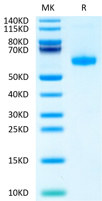 Biotinylated Human CD27 Ligand (Trimer) on Tris-Bis PAGE under reduced condition. The purity is greater than 95%.Biotinylated Human CD27 Ligand/CD70 Trimer Protein (Primary Amine Labeling), Active