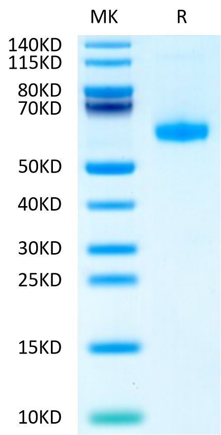 Biotinylated Human CD27 Ligand (Trimer) on Tris-Bis PAGE under reduced condition. The purity is greater than 95%.Biotinylated Human CD27 Ligand/CD70 Trimer Protein (Primary Amine Labeling), Active