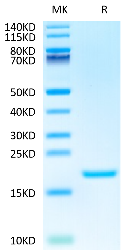 Human IL-3 on Tris-Bis PAGE under reduced condition. The purity is greater than 95%.Recombinant Human IL-3 Protein, Active