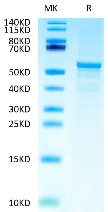 Human CKAP4 on Tris-Bis PAGE under reduced condition. The purity is greater than 90%.Recombinant Human CKAP4 Protein
